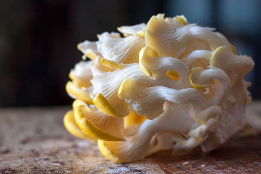 Creamy Mushroom Pasta with Vita Sour Cream